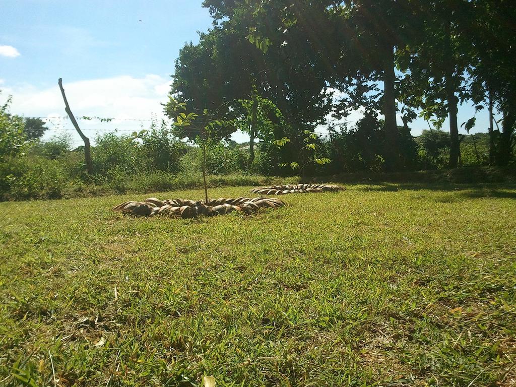 Yala Eco Tree House New Hotel Tissamaharama Buitenkant foto