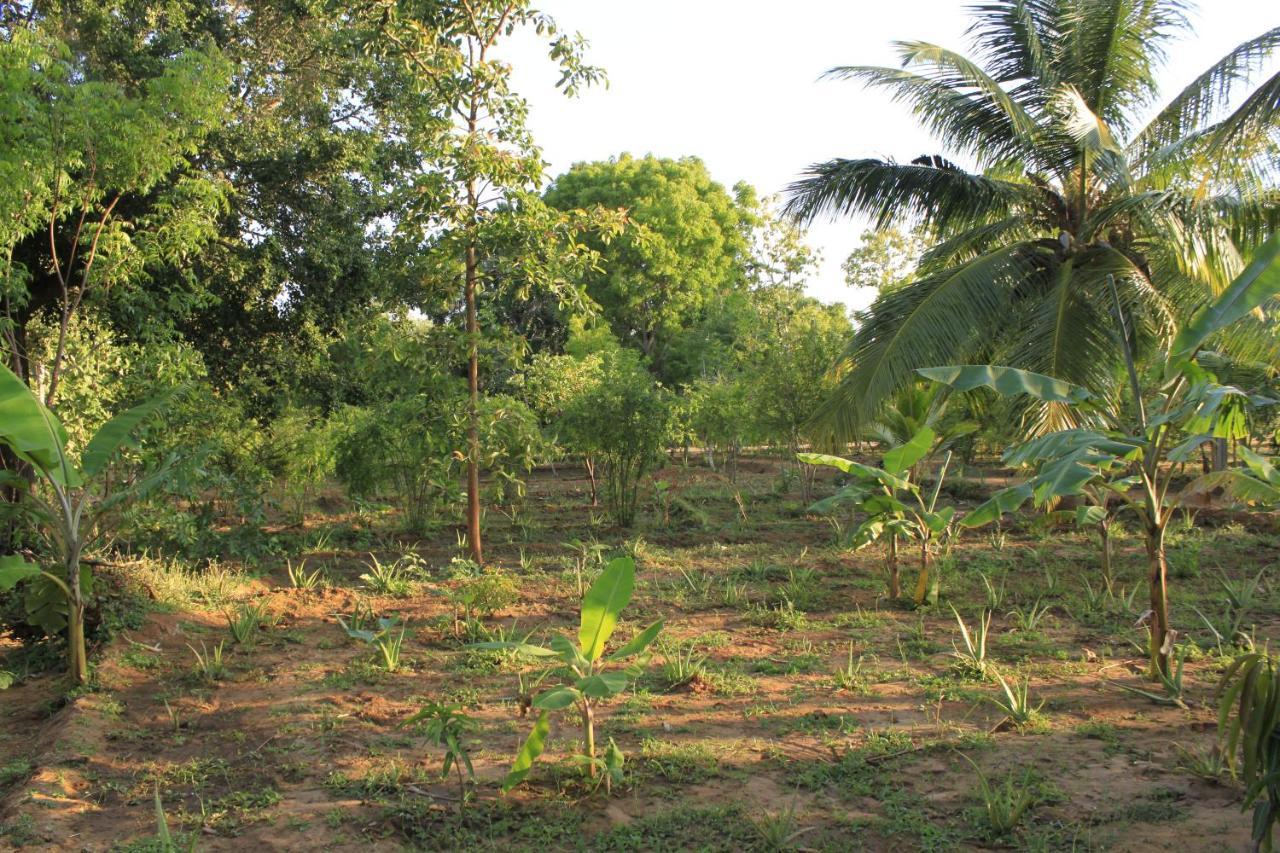 Yala Eco Tree House New Hotel Tissamaharama Buitenkant foto